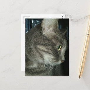 liebenswerter grauer getigerter Kater Postkarte