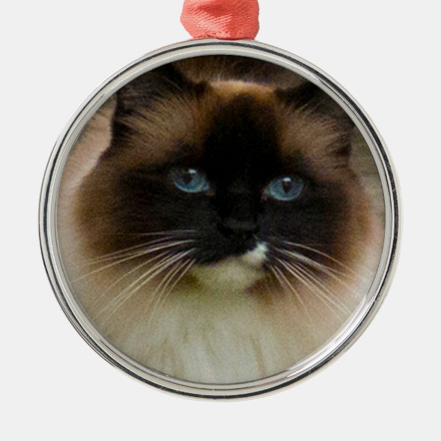 Liebenswürdige Ragdoll Katzen-Verzierung Silbernes Ornament (Vorne)