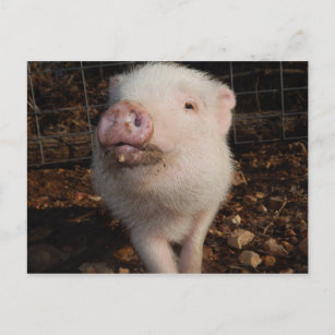 Liebenswürdiger Dirty Snout Mini Pig, Postcard Pig Postkarte