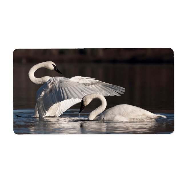 Liebesschwäne (Vorne)