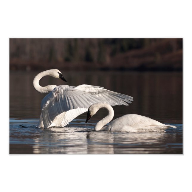 Liebesschwäne Fotodruck (Vorne)