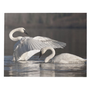 Liebesschwäne Notizblock