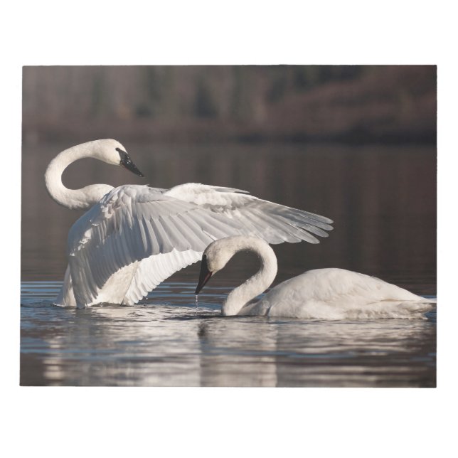 Liebesschwäne Notizblock (Vorderseite)