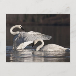 Liebesschwäne Postkarte