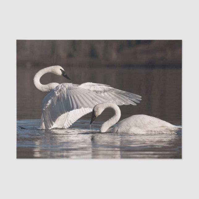 Liebesschwäne Seidenpapier (Vorderseite)