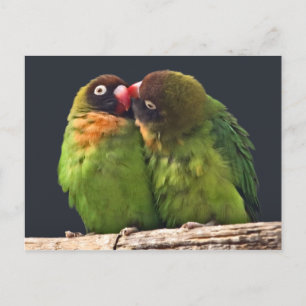 Liebesvogel-Kuss-Postkarte Postkarte
