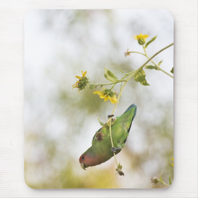 Liebesvogel Mousepad (Vorne)