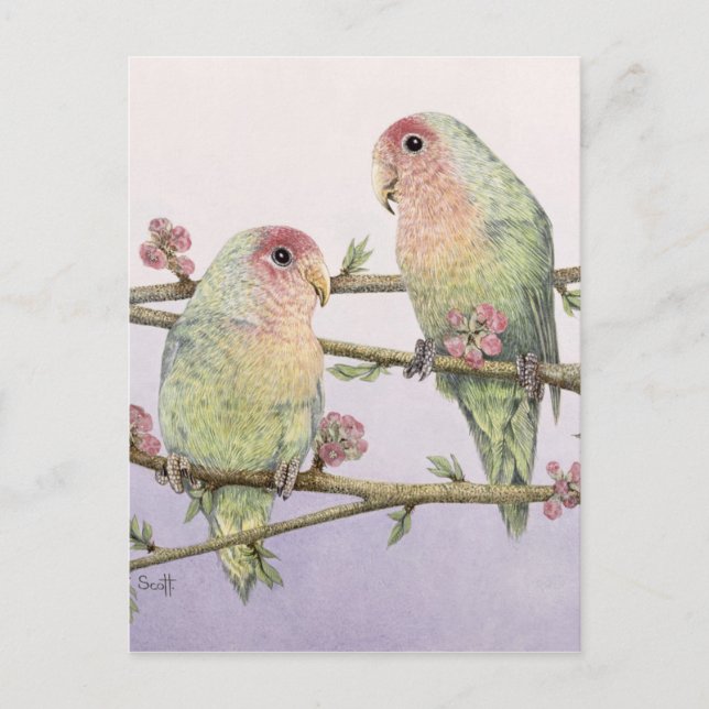 Liebesvögel Postkarte (Vorderseite)