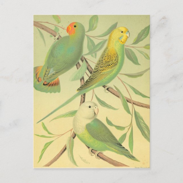 Liebesvögel und -sittiche postkarte (Vorderseite)