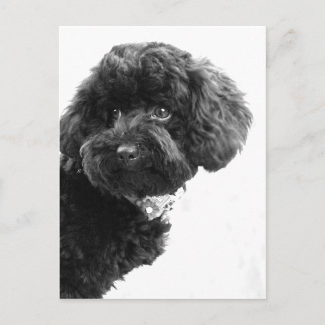 Liebhaber Postkarte (Vorderseite)