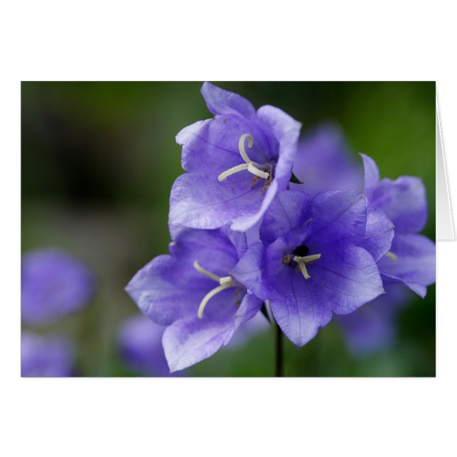 Lieblich Bellflower Campanula (Vorderseite (Horizontal))