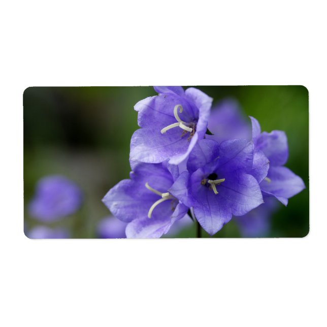 Lieblich Bellflower Campanula (Vorne)