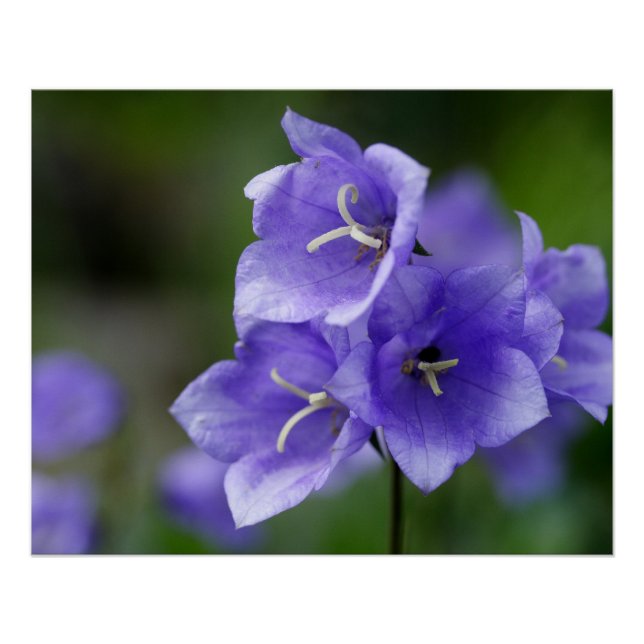 Lieblich Bellflower Campanula Poster (Vorderseite)
