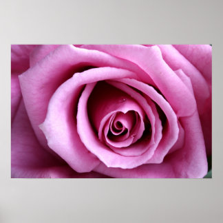 Lieblich in lilac poster