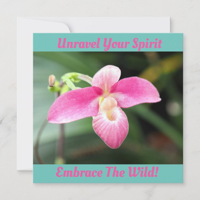 Lieblich rosa Orchid (Vorderseite)