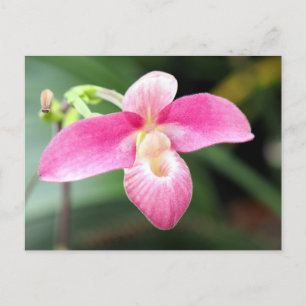 Lieblich rosa Orchid Feiertagspostkarte