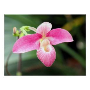 Lieblich rosa Orchid Poster