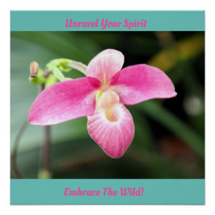 Lieblich rosa Orchid Poster