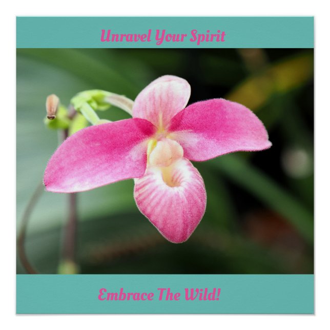 Lieblich rosa Orchid Poster (Vorderseite)
