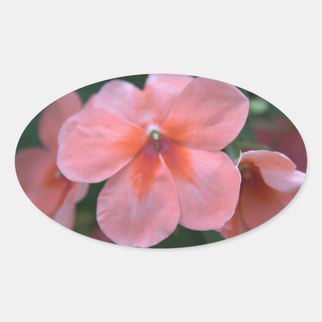 Liebliche Blume in Rosa Garten. Foto Ovaler Aufkleber (Vorderseite)