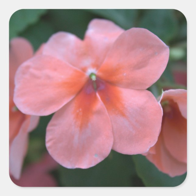 Liebliche Blume in Rosa Garten. Foto Quadratischer Aufkleber (Vorderseite)