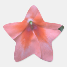 Liebliche Blume in Rosa Garten. Foto Stern-Aufkleber