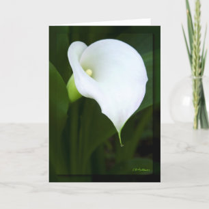 Liebliche Calla Lilie Karte