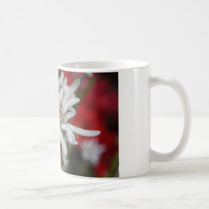 Liebliche Edelweiss Leontopodium nivale Tasse