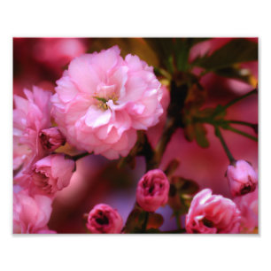 Liebliche Frühlingserreger Rosa Kirschblüten Fotodruck