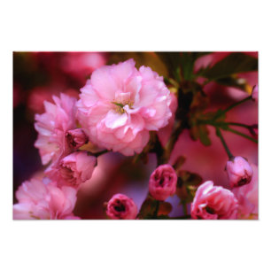 Liebliche Frühlingserreger Rosa Kirschblüten Fotodruck