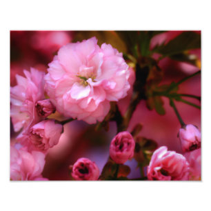 Liebliche Frühlingserreger Rosa Kirschblüten Fotodruck