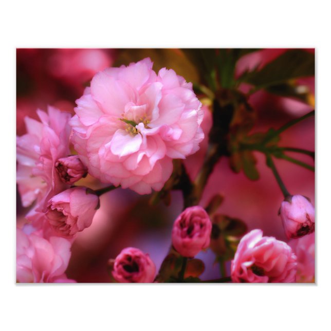 Liebliche Frühlingserreger Rosa Kirschblüten Fotodruck (Vorne)
