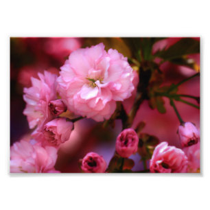 Liebliche Frühlingserreger Rosa Kirschblüten Fotodruck