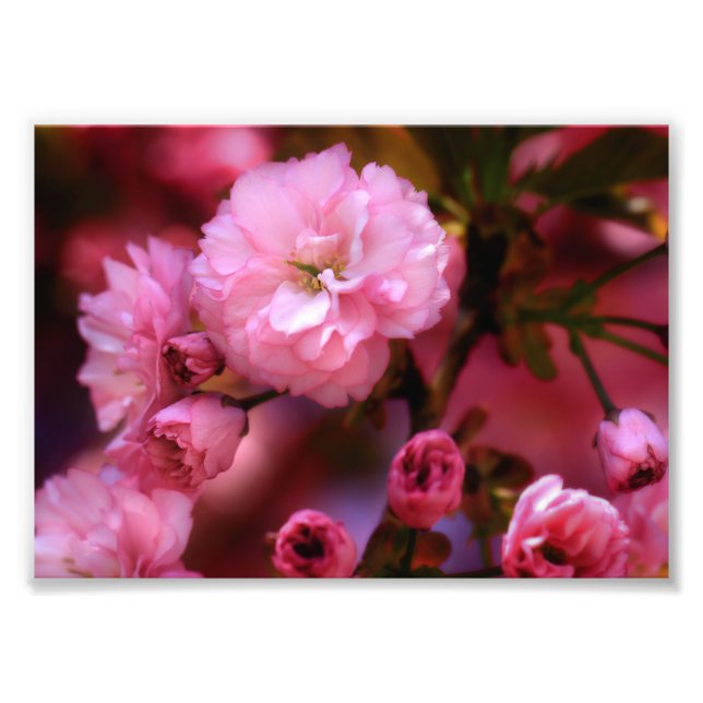 Liebliche Frühlingserreger Rosa Kirschblüten Fotodruck (Vorne)