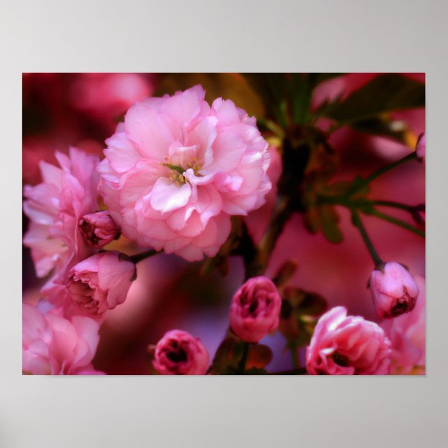 Liebliche Frühlingserreger Rosa Kirschblüten Poster (Vorne)