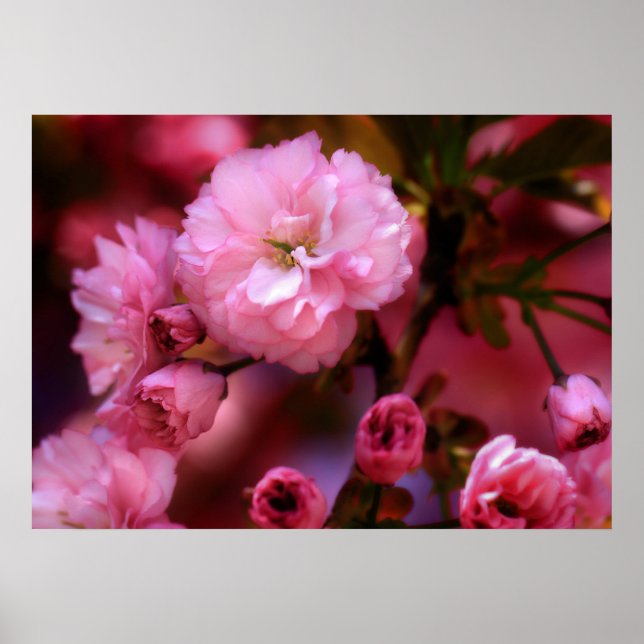Liebliche Frühlingserreger Rosa Kirschblüten Poster (Vorne)