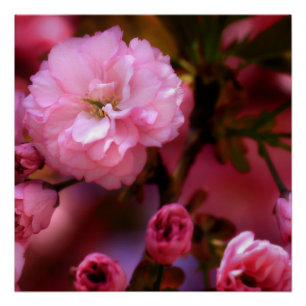 Liebliche Frühlingserreger Rosa Kirschblüten Poster