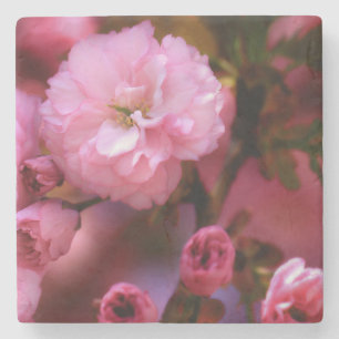 Liebliche Frühlingserreger Rosa Kirschblüten Steinuntersetzer