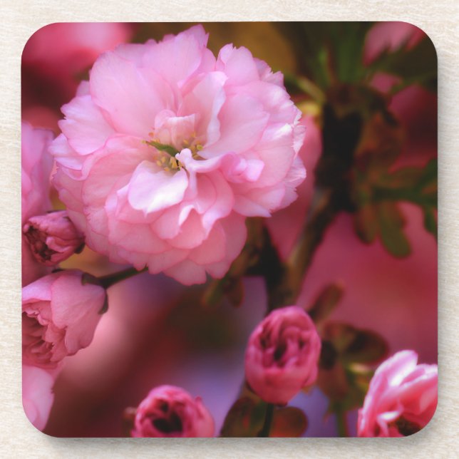Liebliche Frühlingserreger Rosa Kirschblüten Untersetzer (Vorderseite)