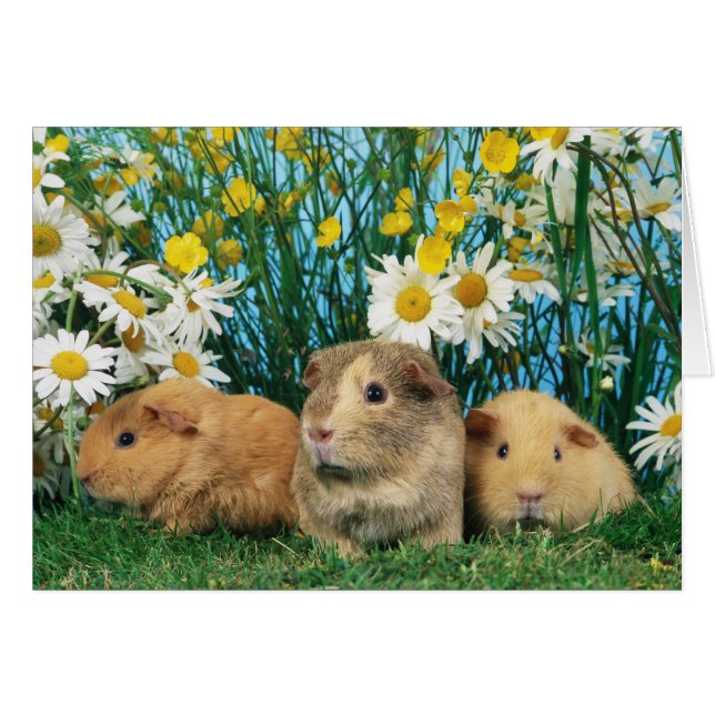 Liebliche Hamster 35 (Vorderseite (Horizontal))