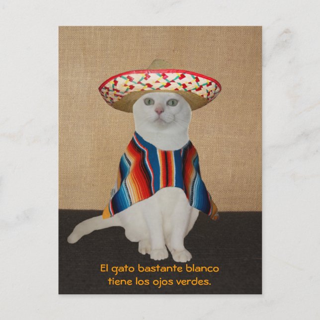 Liebliche Katzen in Sombreros zum Spaß oder Unterr Postkarte (Vorderseite)