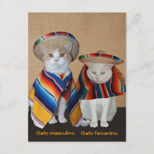 Liebliche Katzen in Sombreros zum Spaß oder Unterr Postkarte
