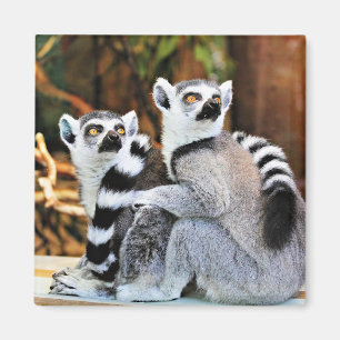 Liebliche Lemurs Magnet