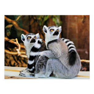 Liebliche Lemurs Poster