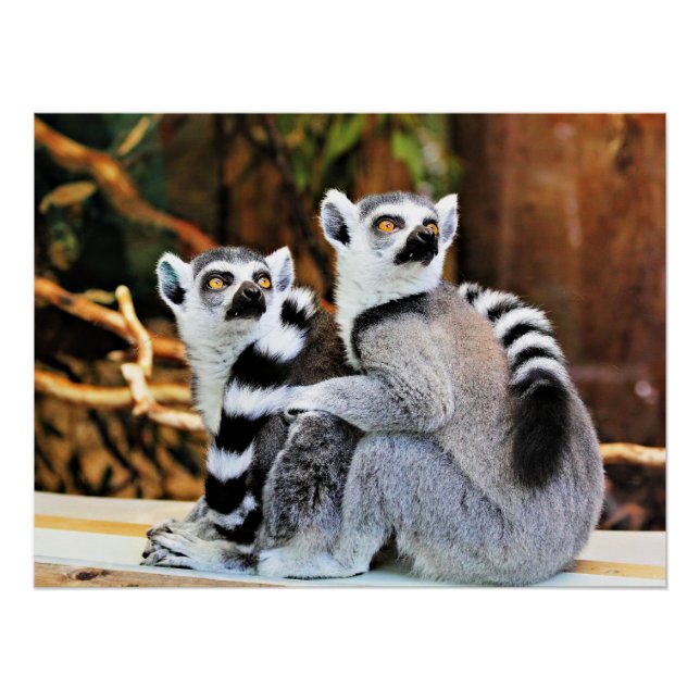 Liebliche Lemurs Poster (Vorderseite)