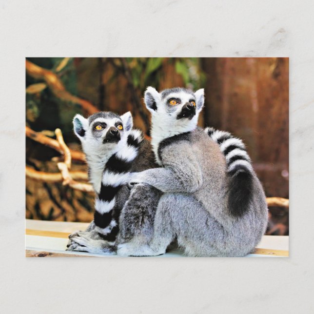 Liebliche Lemurs Postkarte (Vorderseite)