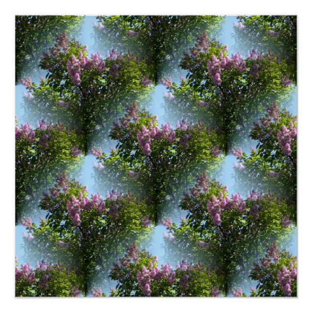 Liebliche Lilacs... Poster (Vorderseite)