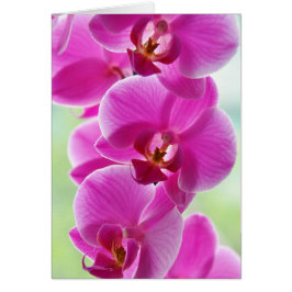 Liebliche rosa Orchids