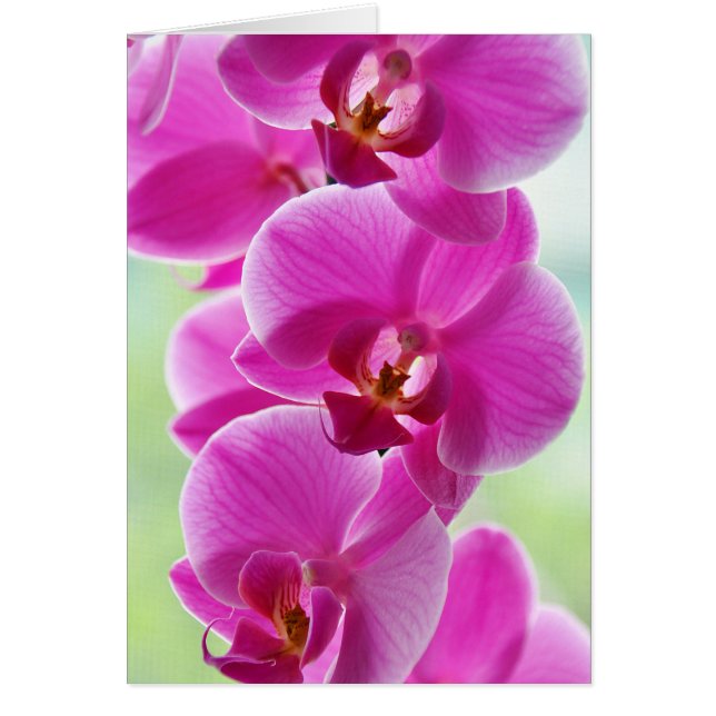 Liebliche rosa Orchids (Vorne)