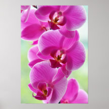 Liebliche rosa Orchids